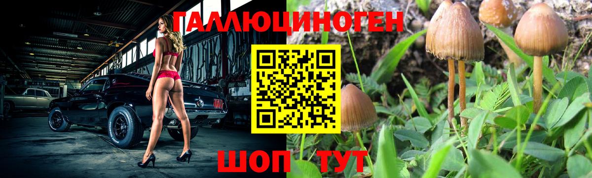 Псилоцибиновые грибы Psilocybe Саянск